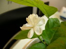 Arabian jasmine